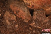 紫微排盘江西发现蜘蛛新物种 为研究呵叻蛛属适应区域提供依据