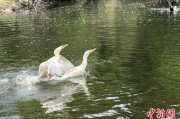 紫微排盘吉林：罕见白鸬鹚连续两年“故地重游”
