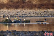 紫微排盘歙县完成安徽首个县域生物多样性调查 共记录物种近4千种