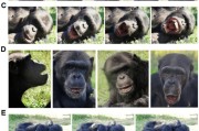 紫微排盘国际最新研究：机器人“打哈欠” 黑猩猩被传染